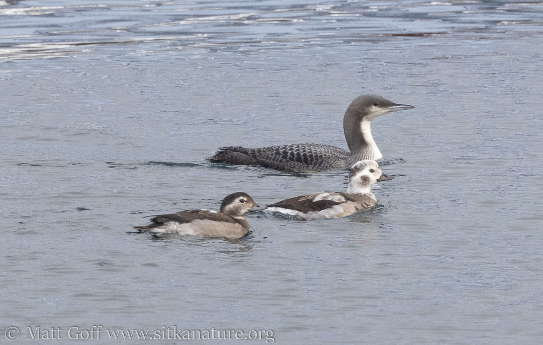 Pacific Loon and Long-tailed Ducks