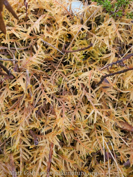 Big red-stemmed moss (<em>Pleurozium schreberi</em>