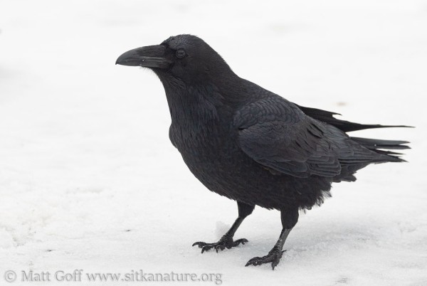 Raven at Crescent Harbor