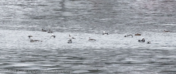 Long-tailed Ducks