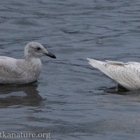 Glaucous Gull and Glaucous-winged Gull