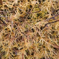 Big red-stemmed moss (<em>Pleurozium schreberi</em>