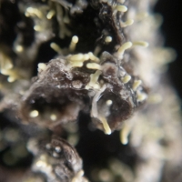 <em>Loxosporopsis coralifera</em>
