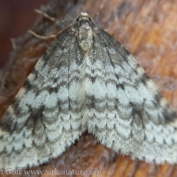 Winter Moth (Operophtera occidentalis)