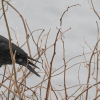 Northwestern Crows