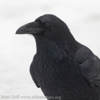 Raven at Crescent Harbor