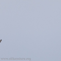 Short-eared Owl and Raven
