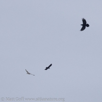 Short-eared Owl and Ravens