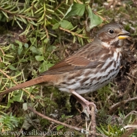 Fox Sparrow (red form)