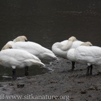 Four Swans Sleeping