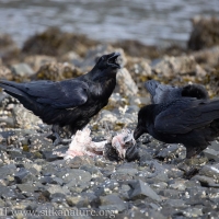 Ravens at Halibut Remains