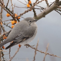Townsend\'s Solitaire