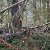Fallen Spruce
