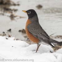 Spring Robin and Snow