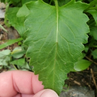 Arrow-leaf Senecio (<em>Senecio triangularis</em>) leaf