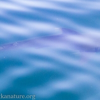 Salmon Shark (Lamna ditropis)