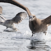 Black-footed Albatross and Northern Fulmar