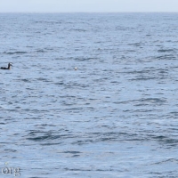 Black-footed Albatrosses