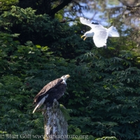 Bald Eagle and Gull