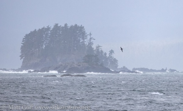 Shearwater and Wave Crashing on Islands