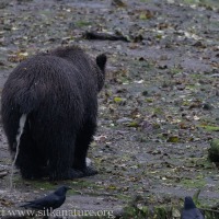 Brown Bear Urinating