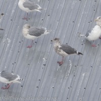 Probable Olympic Gull