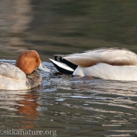 Redhead on Swan Lake