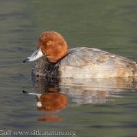 Redhead on Swan Lake