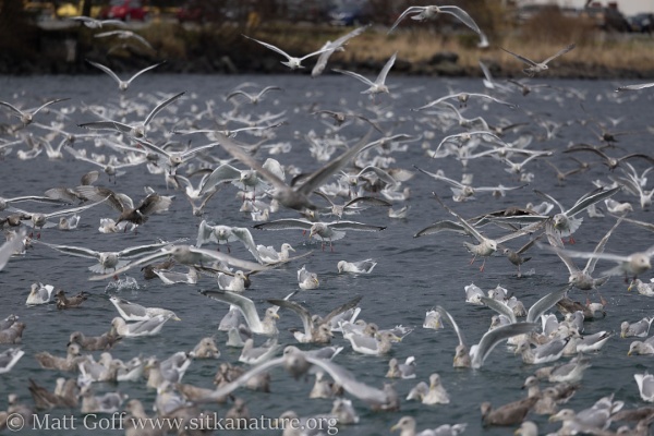 Gull flock in the channel near ANB Harbor