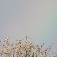 Northern Shrike and Rainbow