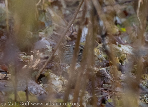 Swamp Sparrow in thicket