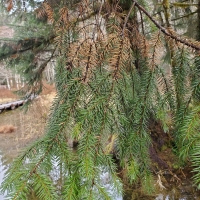 SItka Spruce branch