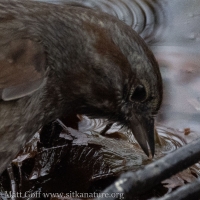 Song Sparrow picking at Food