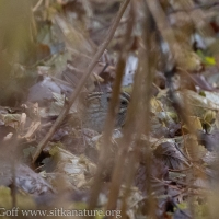 Swamp Sparrow in thicket