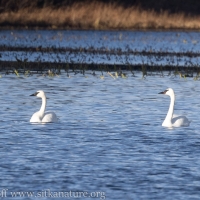 Two Trumpeter Swans
