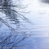 Reflection on a Flood Tide