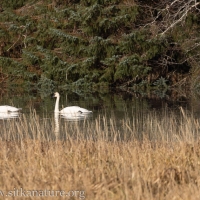 Three Trumpeter Swans