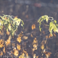 Elderberry Leaves