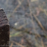 Spider Webbing