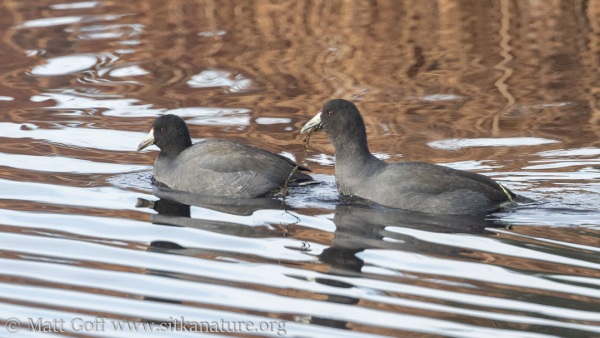 Two American Coots