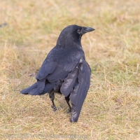 American Crow with drooping wing