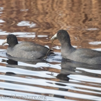 Two American Coots