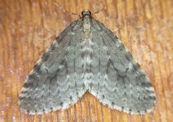 Winter Moth (<em>Operophtera occidentalis</em>)