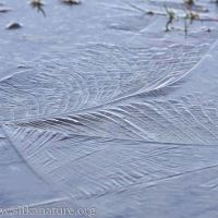 Ice on a Puddle