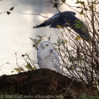 Snowy Owl and Raven