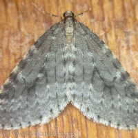 Winter Moth (<em>Operophtera occidentalis</em>)