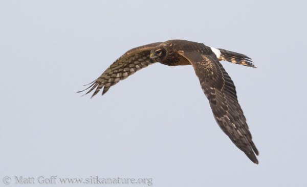 Northern Harrier and More