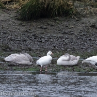 Snow Goose and Trumpeter Swans