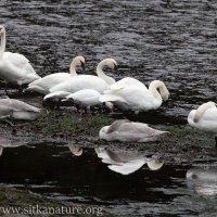 Snow Goose and Trumpeter Swans