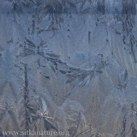 Frost Formations